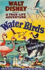 Watch Water Birds (Short 1952) 0123movies