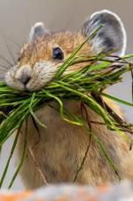 Watch Summer: Earth\'s Seasonal Secrets 0123movies