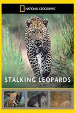 Watch National Geographic: Stalking Leopards 0123movies