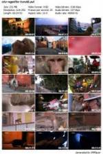 Watch National Geographic Monkey Thieves: Heroes - Villains 0123movies