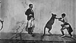 Watch The Boxing Kangaroo (Short 1896) 0123movies