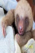 Watch Too Cute! Baby Sloths 0123movies