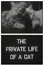 Watch The Private Life of a Cat 0123movies