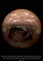 Watch Feeder (Short 2010) 0123movies