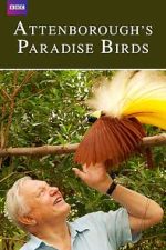 Watch Attenborough's Paradise Birds 0123movies