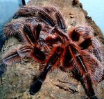 Watch Spidermania (TV Special 2002) 0123movies