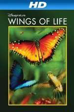 Watch Pollen 0123movies