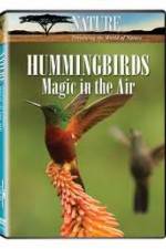 Watch Hummingbirds Magic in the Air 0123movies