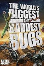 Watch Worlds Biggest and Baddest Bugs 0123movies