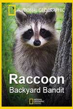 Watch Raccoon: Backyard Bandit 0123movies