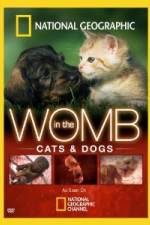 Watch National Geographic In The Womb Cats 0123movies
