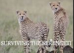 Watch Surviving the Serengeti 0123movies