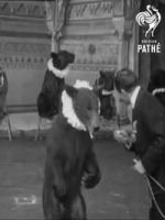 Watch Trained Bears 0123movies