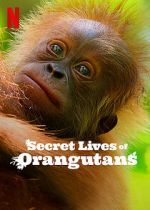 Watch Secret Lives of Orangutans 0123movies