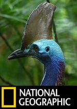 Watch Dino Bird 0123movies