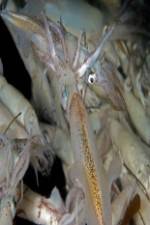 Watch Squids: Love And Death In One Night 0123movies