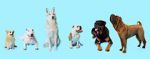 Watch How Dogs Got Their Shapes 0123movies