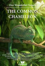 Watch Our Wonderful Nature - The Common Chameleon 0123movies