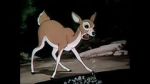 Watch Wacky Wildlife (Short 1940) 0123movies
