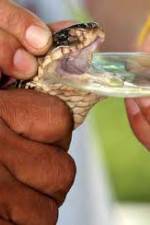 Watch History Channel Evolve:  Venom 0123movies