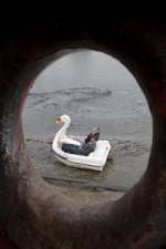 Watch Swandown 0123movies