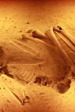 Watch Lost Cannibals of Europe 0123movies