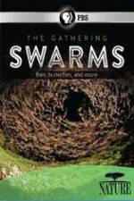 Watch Nature The Gathering Swarms 0123movies