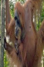 Watch Refugees Of The Lost Rainforest 0123movies