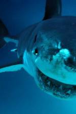 Watch National Geographic. Shark attacks investigated 0123movies