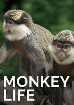 Watch Monkey Life 0123movies