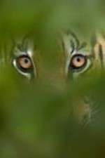 Watch Deadly Instincts 0123movies