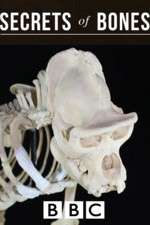 Watch Secrets of Bones 0123movies