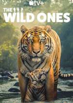 Watch The Wild Ones 0123movies