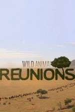Watch Wild Animal Reunions 0123movies