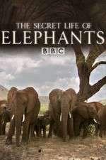Watch The Secret Life of Elephants 0123movies