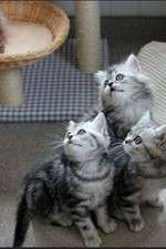 Watch The Secret Life of Kittens 0123movies