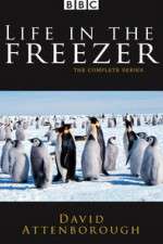 Watch Life in the Freezer 0123movies