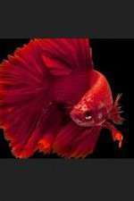 Watch Thailand: Earth's Tropical Paradise 0123movies