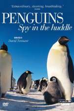 Watch Penguins Spy In The Huddle 0123movies