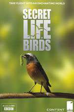 Watch Iolo's Secret Life of Birds 0123movies
