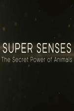Watch Super Senses The Secret Power of Animals 0123movies
