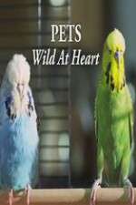 Watch Pets - Wild at Heart 0123movies