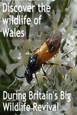 Watch Britain's Big Wildlife Revival 0123movies