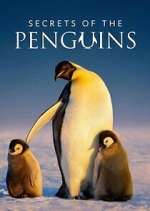Watch Secrets of the Penguins 0123movies