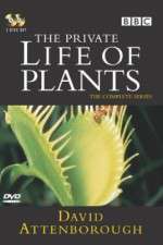 Watch The Private Life of Plants 0123movies