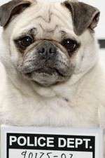 Watch Secret Life of Dogs 0123movies