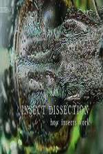 Watch Insect Dissection How Insects Work 0123movies
