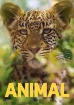Watch Animal 0123movies
