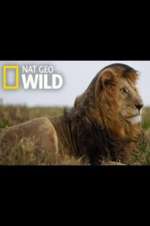 Watch Animal ER Live 0123movies