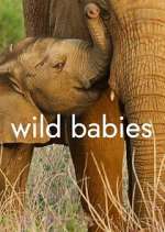 Watch Wild Babies 0123movies